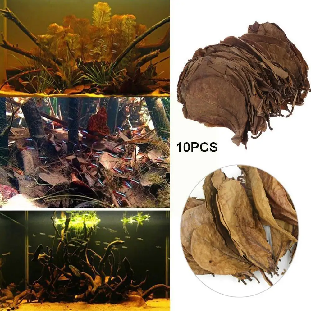 Grade A Natural Terminalia Catappa Foetida Leaves Island Leaf Almond Crystal Quality Improve Water Shrimp T8F8
Grade A Natural Terminalia Catappa Foetida Leaves Island Leaf Almond Crystal Quality Improve Water Shrimp T8F8