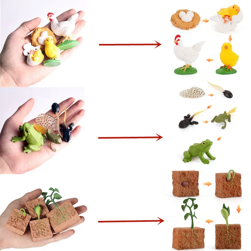 Simulation Animals Growth Cycle Butterfly,Ladybug,Chicken Life Cycle Figurine Plastic Models Action Figures Educational Kids Toy
Simulation Animals Growth Cycle Butterfly,Ladybug,Chicken Life Cycle Figurine Plastic Models Action Figures Educational Kids Toy