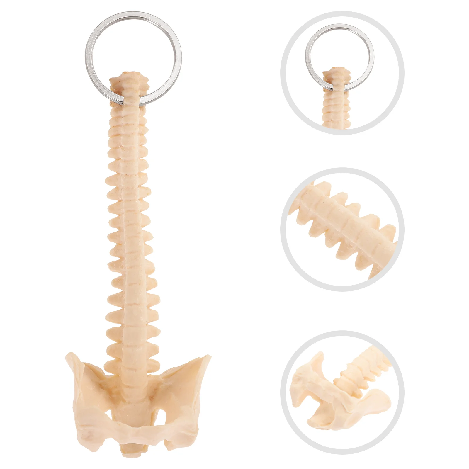 Skeleton Keychain Practical Portable Replacement Spine Key Chain Teaching Aid Keychain Pendant Car Key Ornament Spine Key Ring
Skeleton Keychain Practical Portable Replacement Spine Key Chain Teaching Aid Keychain Pendant Car Key Ornament Spine Key Ring