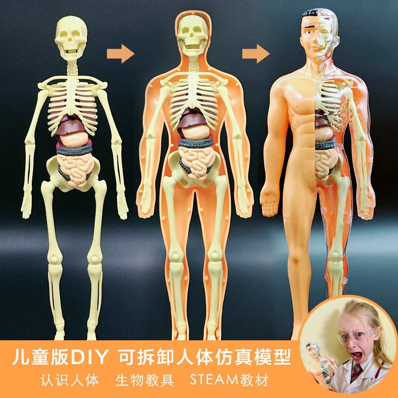 Children's Early Education Assembly Human Body Simulation Skeleton Bone Organ Anatomical Structure Model Boy Girl
Children's Early Education Assembly Human Body Simulation Skeleton Bone Organ Anatomical Structure Model Boy Girl