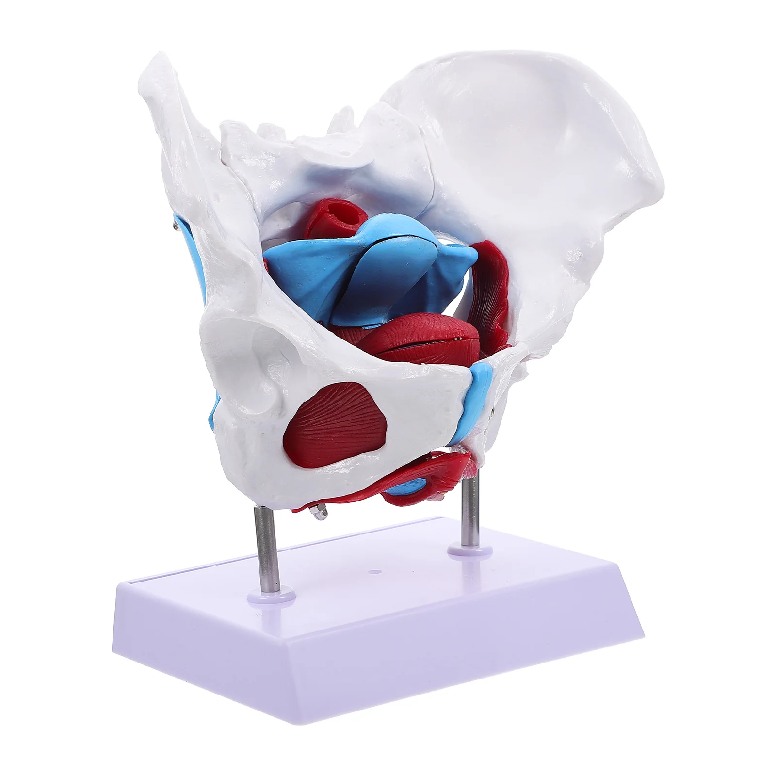 Model Pelvic Pelvis Boneanatomy Female Training Scientific Hip Teaching Structure Learning Foraids Reproductiveanatomical
Model Pelvic Pelvis Boneanatomy Female Training Scientific Hip Teaching Structure Learning Foraids Reproductiveanatomical