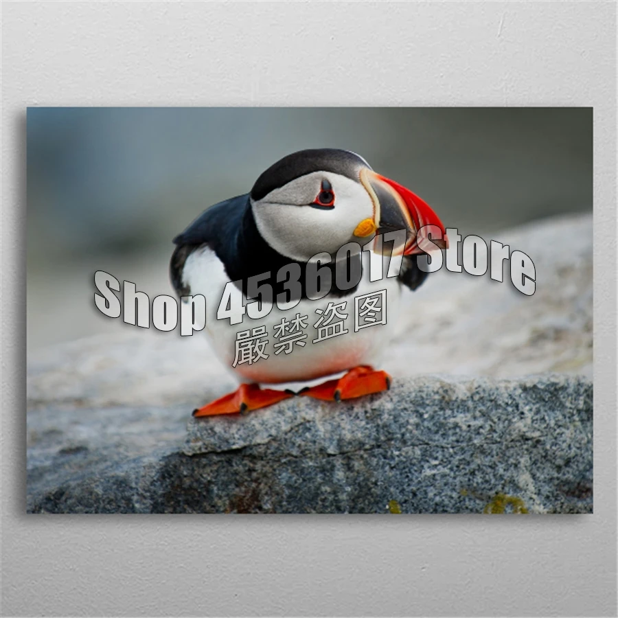 Animals 5D Diy Diamond Painting Puffin Bird Diamond Embroidery Full Diamond Mosaic Of Rhinestones Home Decor ダイヤモンド アート Kits
Animals 5D Diy Diamond Painting Puffin Bird Diamond Embroidery Full Diamond Mosaic Of Rhinestones Home Decor ダイヤモンド アート Kits