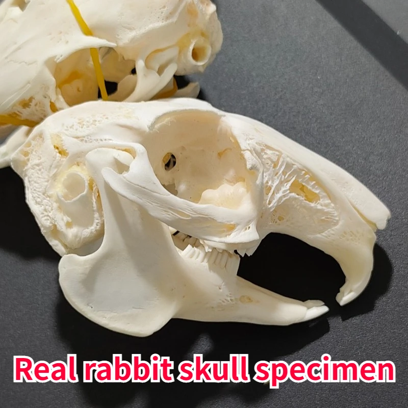 

Real Rabbit Skull Specimens Collection for Biology Teaching Specimens In Primary and Secondary Schools of Preschool Education