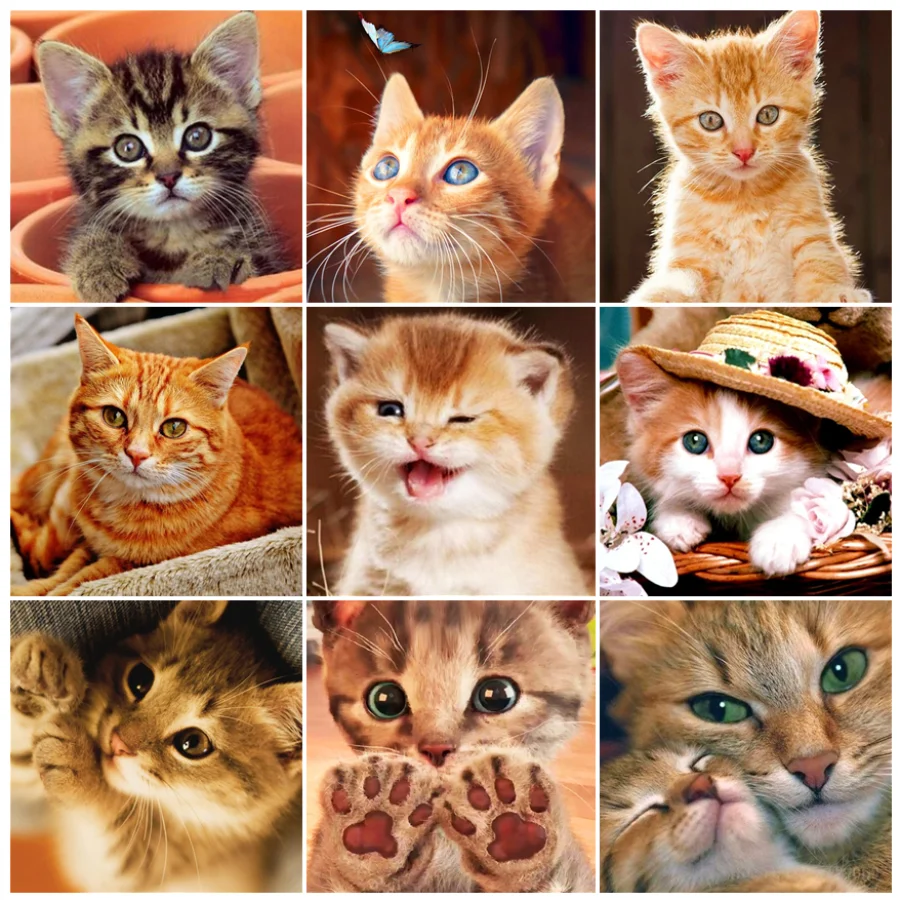 DIY Animal PatternDiamond Painting Cute Cat Full Round Drill Diamond Embroidery Mosaic Cross Stitch Kits Home Decor Decoration
DIY Animal PatternDiamond Painting Cute Cat Full Round Drill Diamond Embroidery Mosaic Cross Stitch Kits Home Decor Decoration