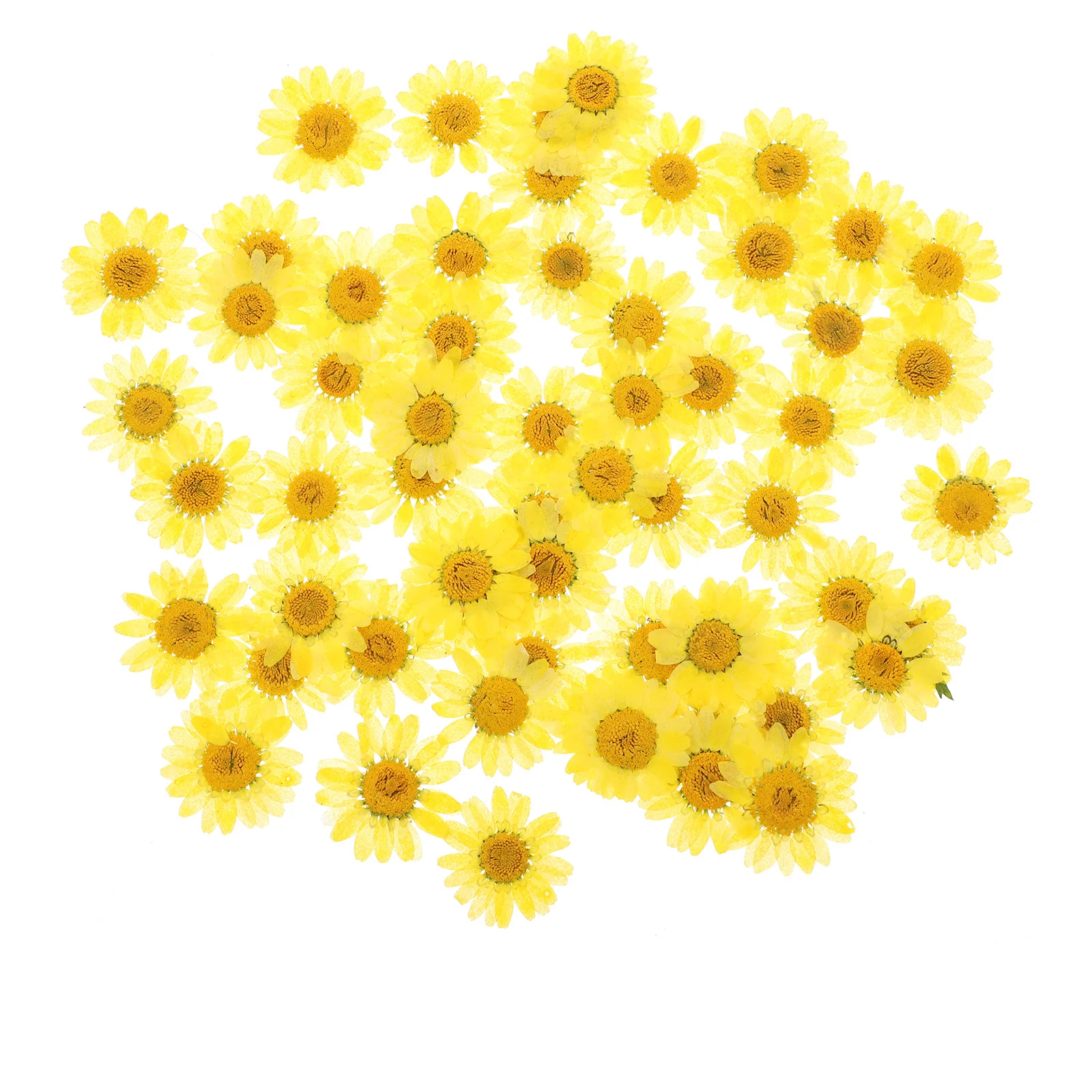 Handmade Dried Daisy Flowers DIY Pressed Delicate Material Makeup Decor Craft Accessories
Handmade Dried Daisy Flowers DIY Pressed Delicate Material Makeup Decor Craft Accessories