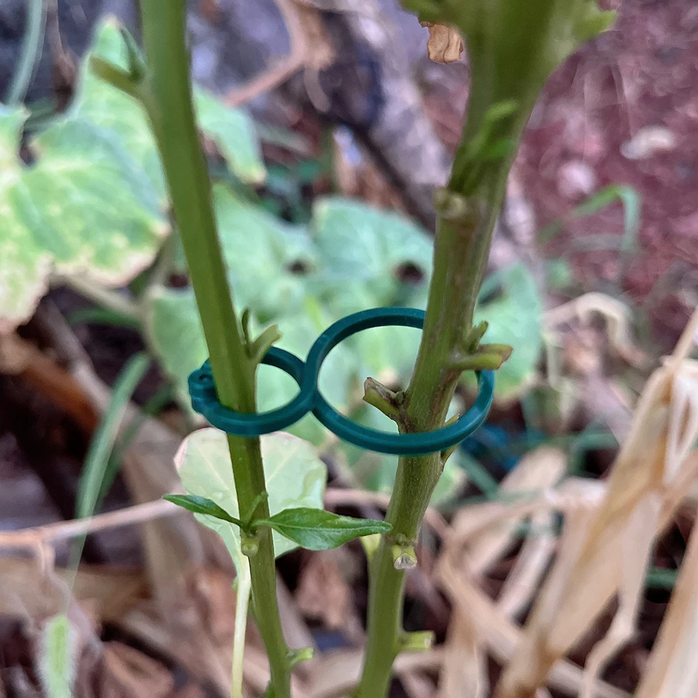 100pcs Plant Rings Garden Plant Clip Reusable Fruits Tomato Vine Grow Support Holder Straps Plant Seeddings Vines Clamp
100pcs Plant Rings Garden Plant Clip Reusable Fruits Tomato Vine Grow Support Holder Straps Plant Seeddings Vines Clamp