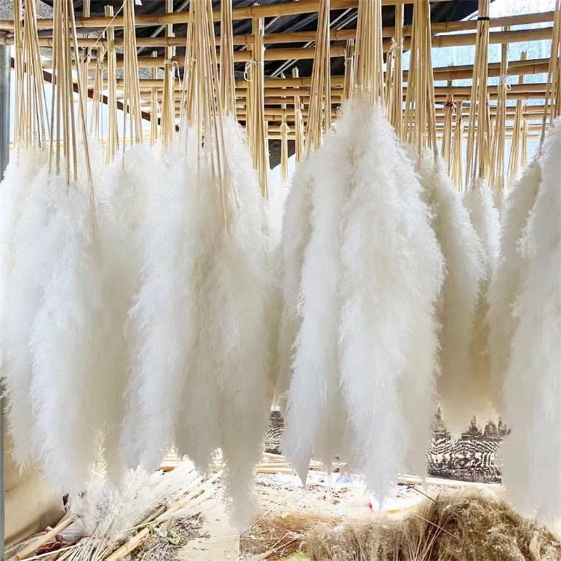 Boho Wedding Arrangement Decor Long Plumes Preserved Pink Beige Reed Pampasgras Bleached White Fluffy Large Dried Pampas Grass
Boho Wedding Arrangement Decor Long Plumes Preserved Pink Beige Reed Pampasgras Bleached White Fluffy Large Dried Pampas Grass