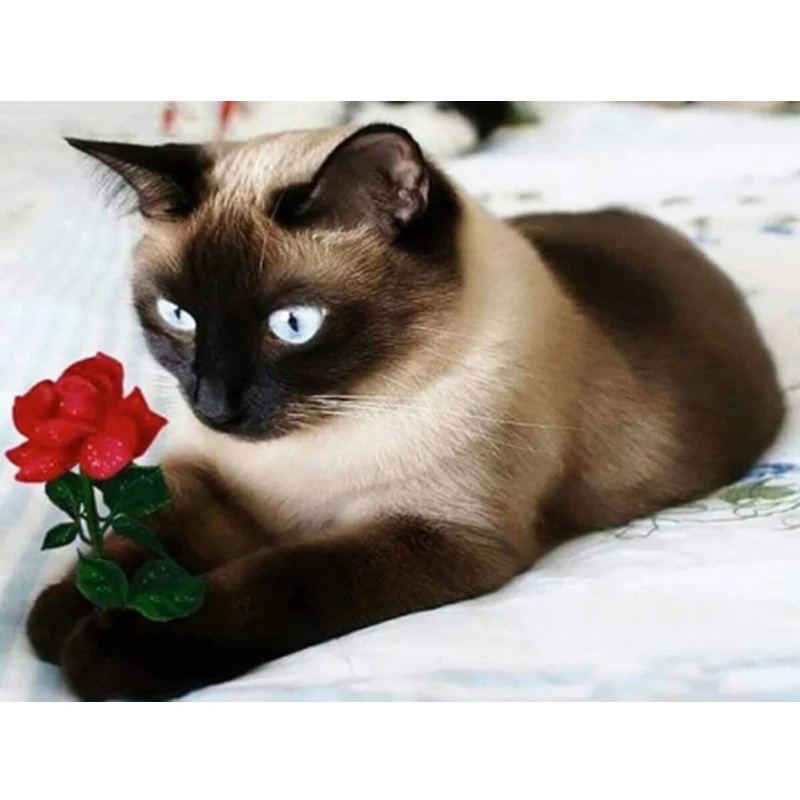 Diamond Painting Animal Cute Siamese Cat 5d Diy Mosaic Full Square Drill Diamant Of Rhinestone Daimond Embroidery Pictures Sales
Diamond Painting Animal Cute Siamese Cat 5d Diy Mosaic Full Square Drill Diamant Of Rhinestone Daimond Embroidery Pictures Sales