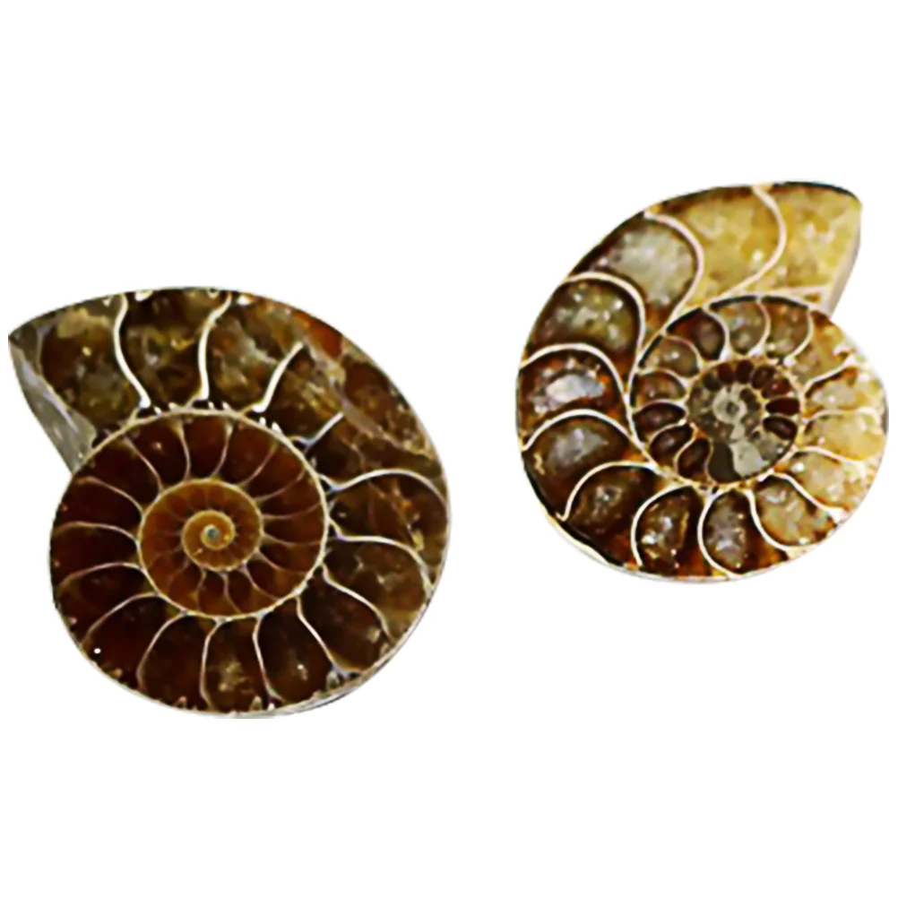 Fossil Specimen Shell Decoration Ammonite Specimens Fossils Crystal Collection Home Stones Teaching Model Adornment Crinoid
Fossil Specimen Shell Decoration Ammonite Specimens Fossils Crystal Collection Home Stones Teaching Model Adornment Crinoid