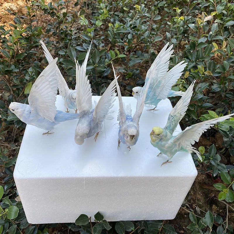 1 шт. наполнение таксидермой, Евразийский цвет, mсельситтакос недулатус/Budgerigar волнистый попугай, обучение образцам/украшение
1 шт. наполнение таксидермой, Евразийский цвет, mсельситтакос недулатус/Budgerigar волнистый попугай, обучение образцам/украшение