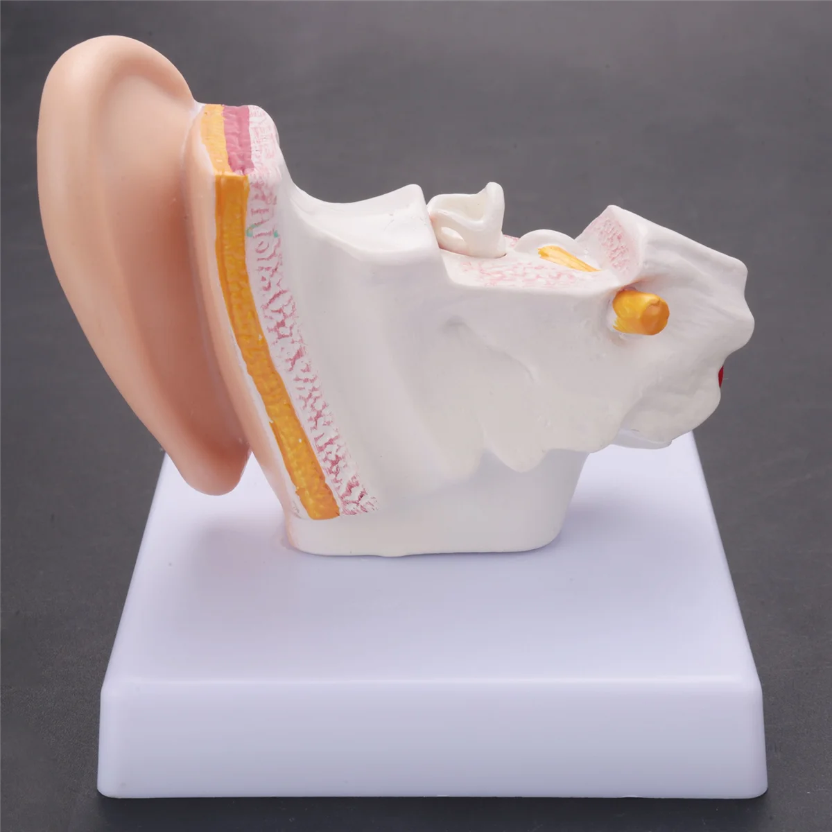 1.5 Times Human Ear Anatomy Model Showing Organs Structure Of the Central and External Ears Teaching Supplies
1.5 Times Human Ear Anatomy Model Showing Organs Structure Of the Central and External Ears Teaching Supplies