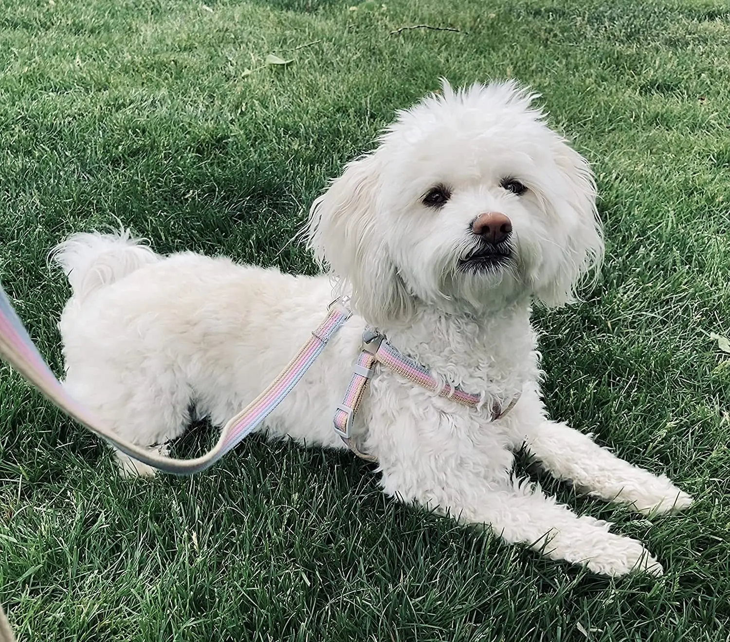 Набор поводков для собак, регулируемые шлейки с лямкой на шее для собак и кошек средней и маленькой пород, зажим для спины
Набор поводков для собак, регулируемые шлейки с лямкой на шее для собак и кошек средней и маленькой пород, зажим для спины