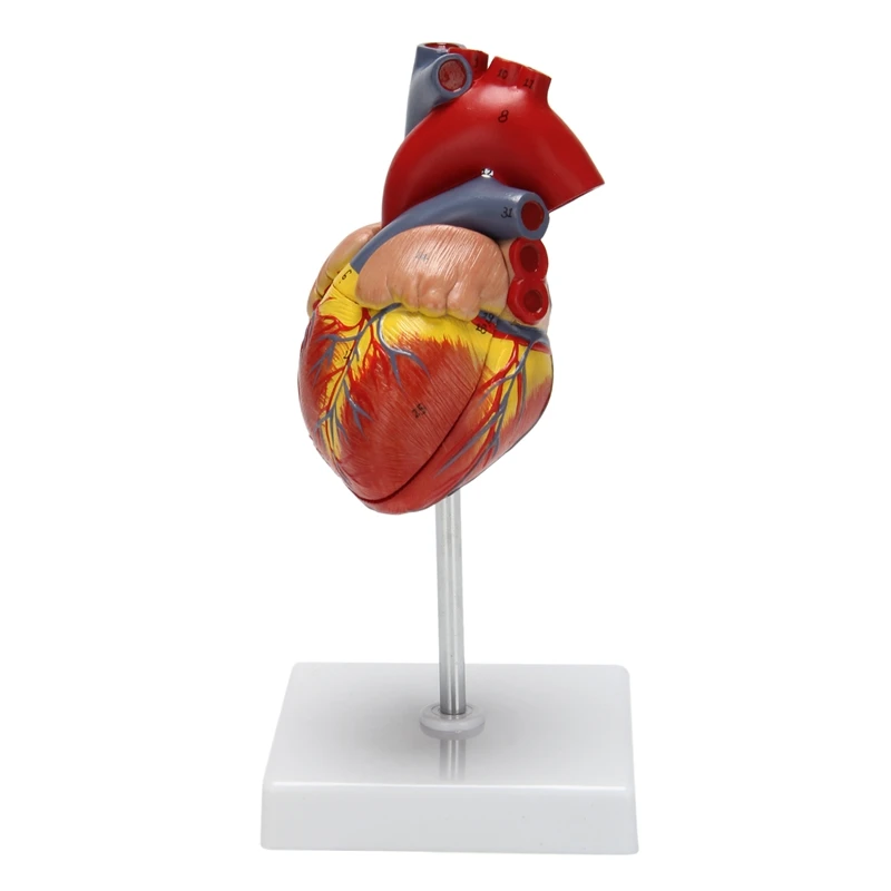 1: 1 Human Heart Model, Anatomically Accurate Heart Model Life Size Human Skeleton Anatomy For Science Classroom Study Display T 
1: 1 Human Heart Model, Anatomically Accurate Heart Model Life Size Human Skeleton Anatomy For Science Classroom Study Display T