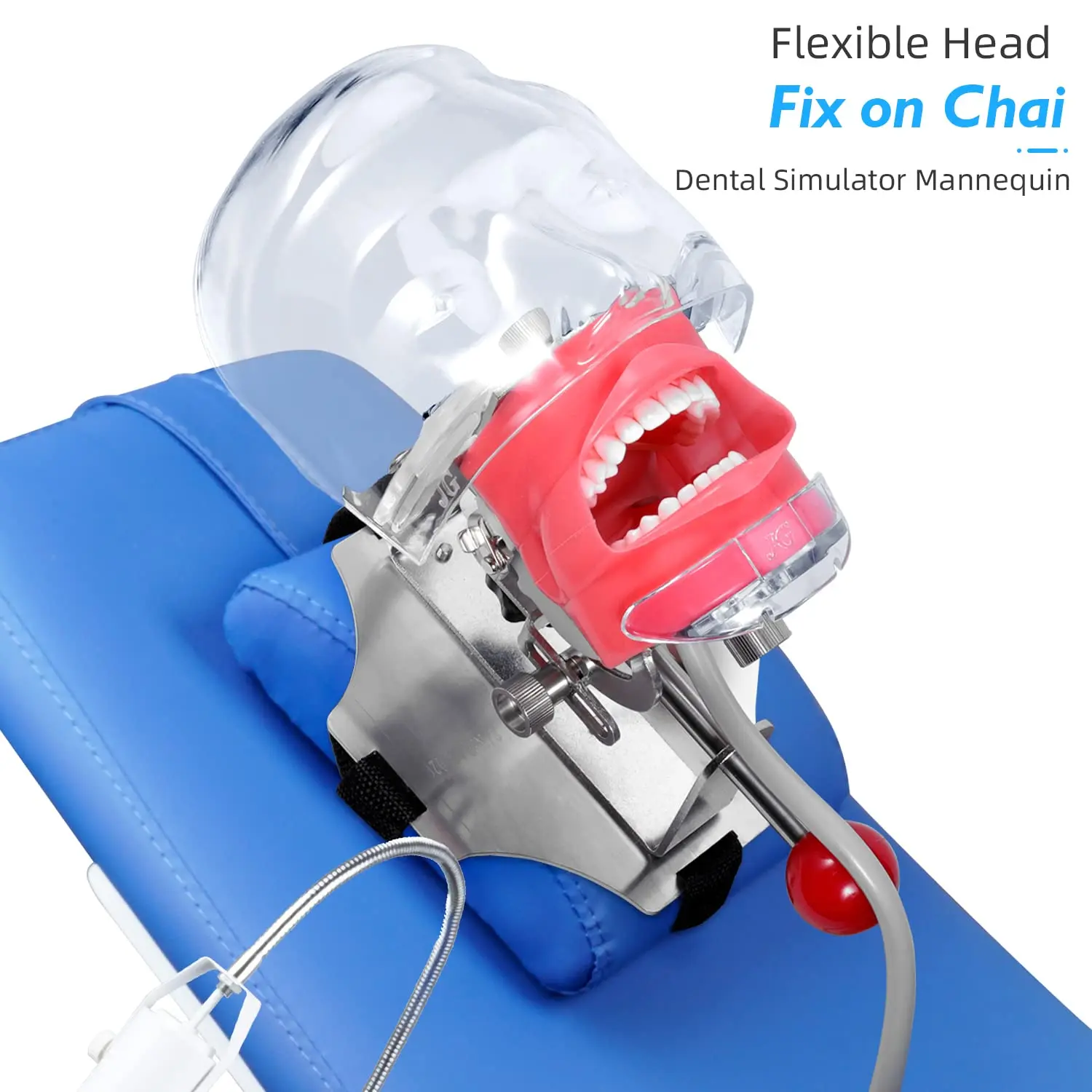 

Dental Simulator Simple Head Model Manikin Phantom With Teeth For Teaching Practice Training Dentist Study Dentistry Equipment