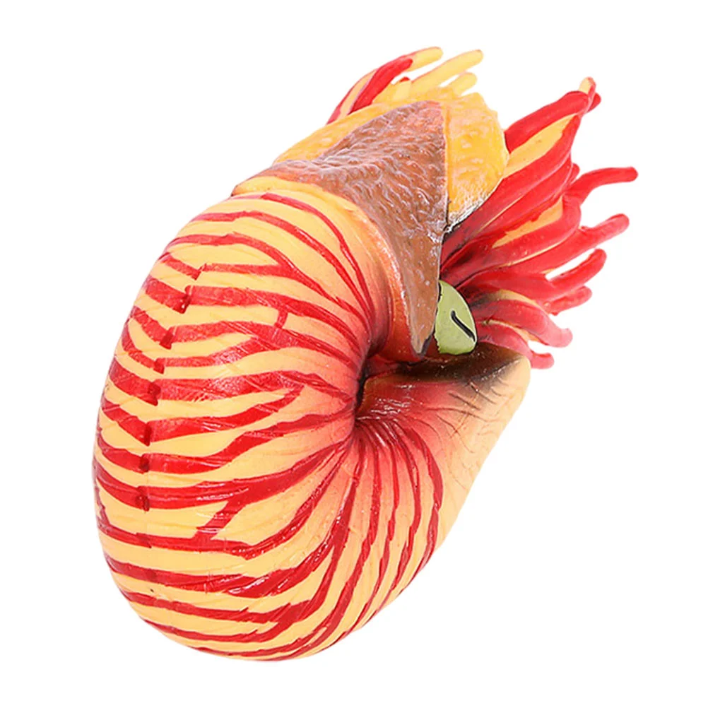 Model Toys Toy Nautilus Simulation Animal Marine Plastic Sea Animals Party Ancient Ocean Kids Educational Creature Toddler
Model Toys Toy Nautilus Simulation Animal Marine Plastic Sea Animals Party Ancient Ocean Kids Educational Creature Toddler