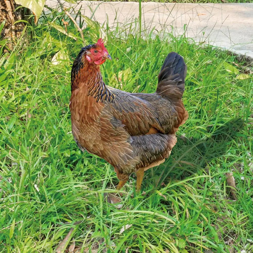Rooster Decoration Eco-friendly Garden Chicken Statue Home Supplies Vibrant Color Excellent Acrylic Garden Statue Chicken
Rooster Decoration Eco-friendly Garden Chicken Statue Home Supplies Vibrant Color Excellent Acrylic Garden Statue Chicken
