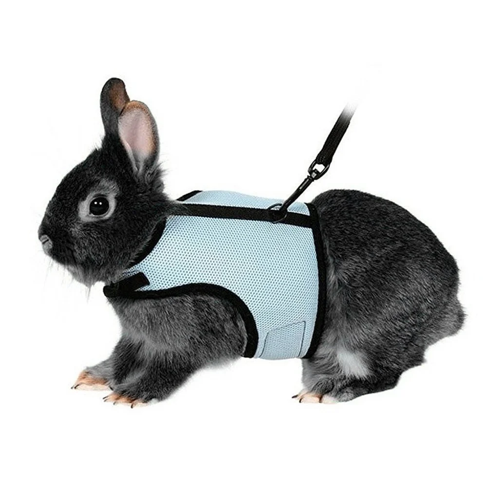 1PC Training Leash Bunny Harness Nylon Rope Adjustable Harness Collar Traction Collar for Little Pets
1PC Training Leash Bunny Harness Nylon Rope Adjustable Harness Collar Traction Collar for Little Pets