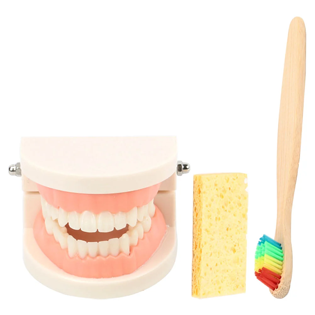 Kids Educational Model Adult Teeth Teaching Aids Standard Kit Brushing Demonstration Dental Plastic Child
Kids Educational Model Adult Teeth Teaching Aids Standard Kit Brushing Demonstration Dental Plastic Child
