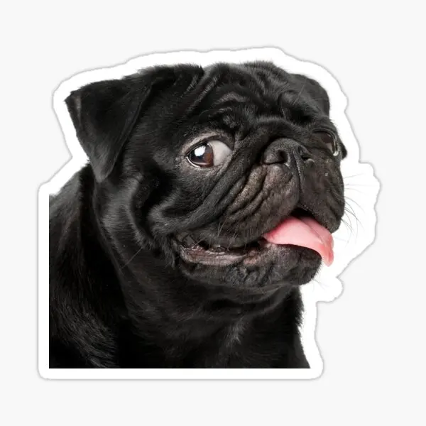 Pug Irkı Type Dog Sticker Car Auto Bonding 17CM B7
Pug Irkı Type Dog Sticker Car Auto Bonding 17CM B7