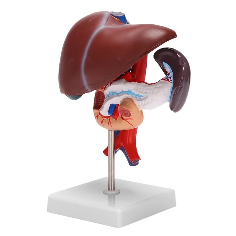 Human Liver Pancreas Duodenum Anatomical Anatomy Model Model Life Size Structure Model Of Liverspleen Blood Vessel
Human Liver Pancreas Duodenum Anatomical Anatomy Model Model Life Size Structure Model Of Liverspleen Blood Vessel