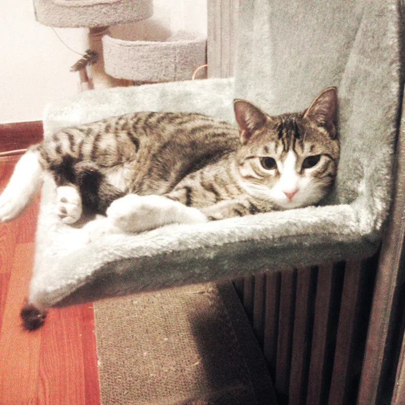 Cat Hammock Pet Winter Luxury Radiator Handing Bed Removable Window Cat Radiator Lounge Hammock Kitty Sleeping Bed For Cats
Cat Hammock Pet Winter Luxury Radiator Handing Bed Removable Window Cat Radiator Lounge Hammock Kitty Sleeping Bed For Cats
