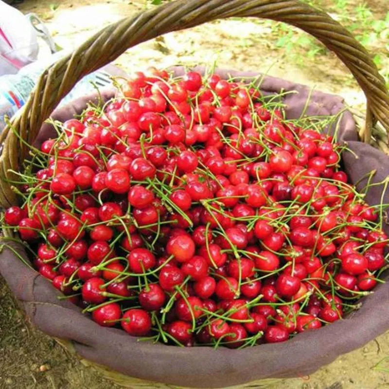 Artificial Cherry Decor Mini Foam Faux Fruit Decor Simulation Cherry Home Decor Party Supplies Photography Prop 20pcs/lots
Artificial Cherry Decor Mini Foam Faux Fruit Decor Simulation Cherry Home Decor Party Supplies Photography Prop 20pcs/lots
