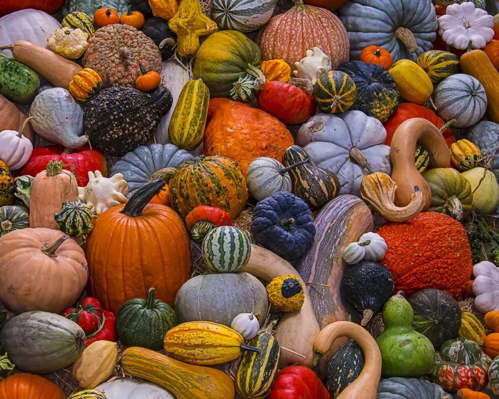 Fall Harvest Jigsaw Puzzle Jigsaws Puzzles for Adults Teens DIY Home Entertainment wooden toys
Fall Harvest Jigsaw Puzzle Jigsaws Puzzles for Adults Teens DIY Home Entertainment wooden toys