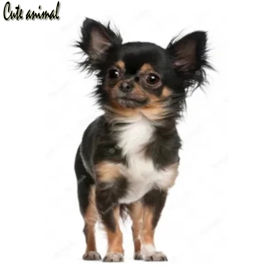 5D DIY Diamond Painting Chihuahua Rhinestones Mosaic Pet Dog Picture Cross Stitch Kit Crafts Decor Home Handmade Gifts 2023 
5D DIY Diamond Painting Chihuahua Rhinestones Mosaic Pet Dog Picture Cross Stitch Kit Crafts Decor Home Handmade Gifts 2023