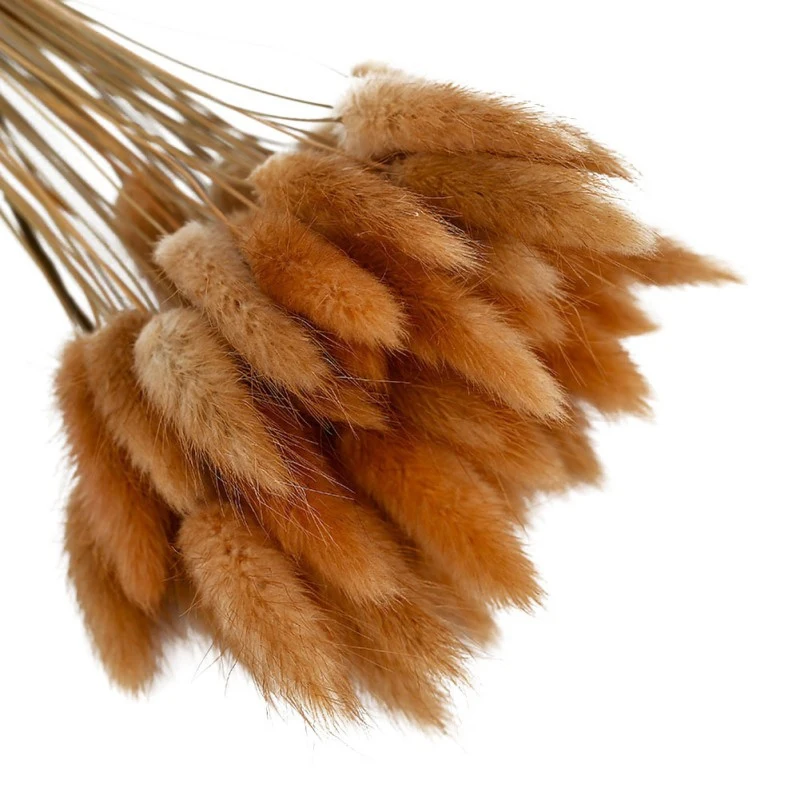 50pcs Natural Pampas Grass Dried Flower Rabbit Tail Grass Bouquet Floral Wedding Home Decorations Photo Props Bunny Tail Plants
50pcs Natural Pampas Grass Dried Flower Rabbit Tail Grass Bouquet Floral Wedding Home Decorations Photo Props Bunny Tail Plants