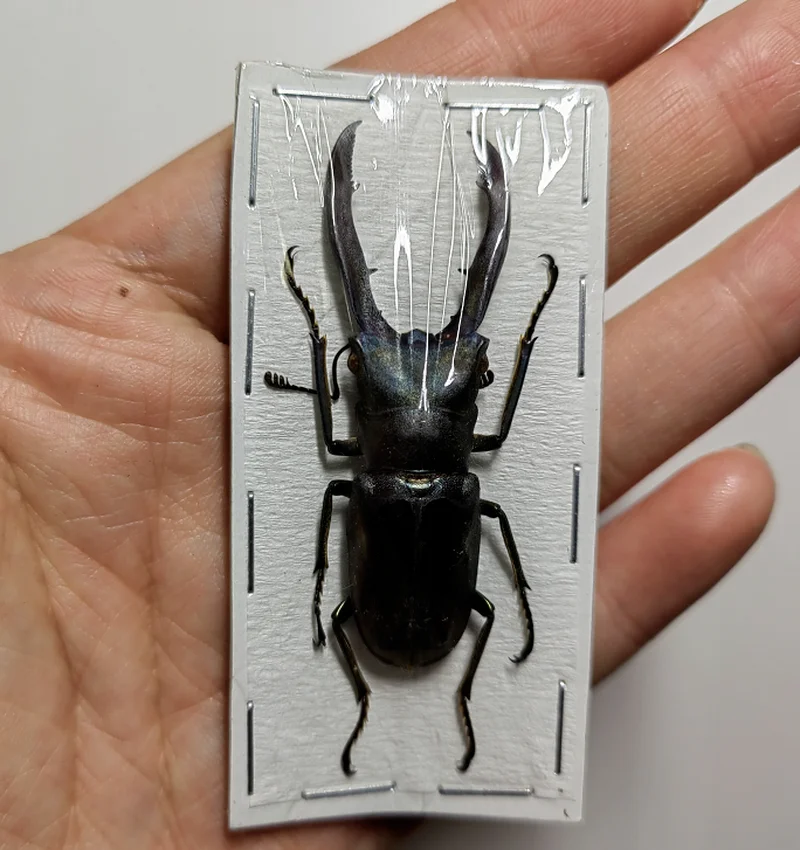Real insect specimens students' teaching observation hobby collection gifts decorations for home
Real insect specimens students' teaching observation hobby collection gifts decorations for home