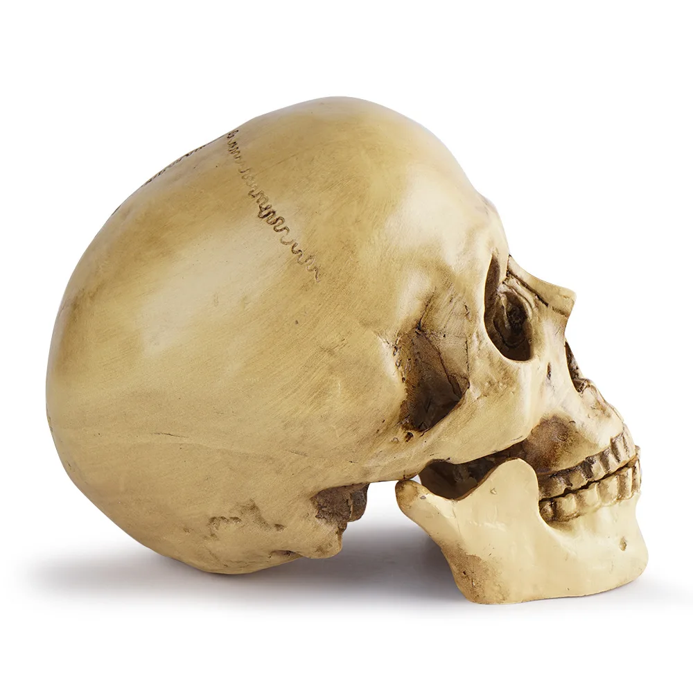 Halloween Decoration 1:1 Human Head Skull Statue for Home Decor Resin Figurines Sculpture Medical Teaching Sketch Model Crafts
Halloween Decoration 1:1 Human Head Skull Statue for Home Decor Resin Figurines Sculpture Medical Teaching Sketch Model Crafts