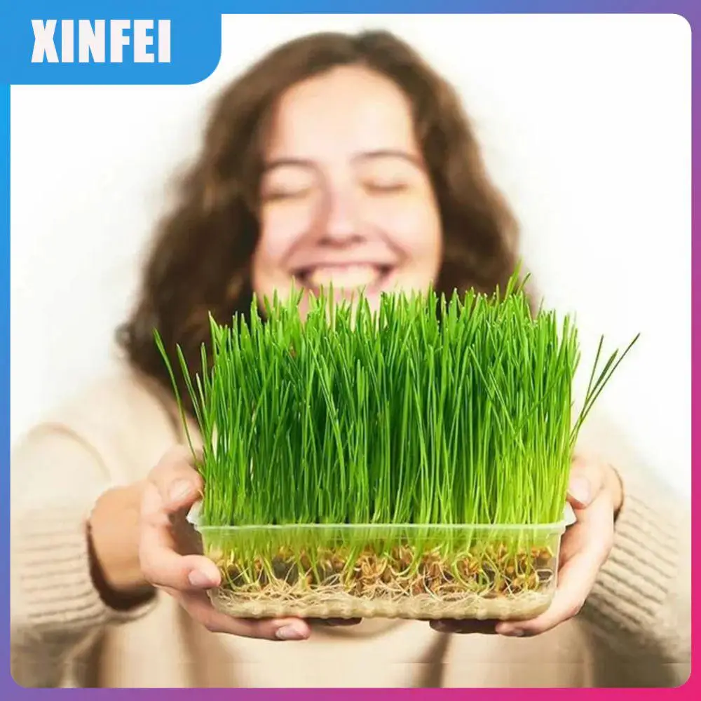 Economic Pot Grow Box Thermostability Germinating Nursery Reusable Durable Seedling Pot Gardening Tools Sprouts Growing Tray 
Economic Pot Grow Box Thermostability Germinating Nursery Reusable Durable Seedling Pot Gardening Tools Sprouts Growing Tray