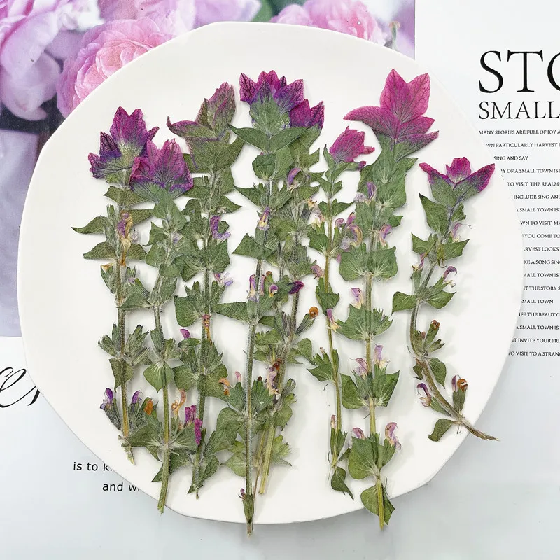 Сушеные цветы Salvia viridis, прессованные цветы, натуральные растения из смолы, Diy телефон, закладки ручной работы, домашний декор, 12 шт.
Сушеные цветы Salvia viridis, прессованные цветы, натуральные растения из смолы, Diy телефон, закладки ручной работы, домашний декор, 12 шт.