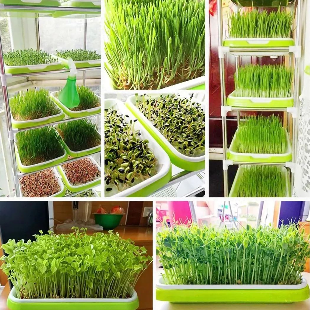 Jardineria Jardinage Microgreens Tray Hydroponic / Sprouting Tray For Sprouts Gardening Jardin Garden Sprouts Rower With Cover
Jardineria Jardinage Microgreens Tray Hydroponic / Sprouting Tray For Sprouts Gardening Jardin Garden Sprouts Rower With Cover