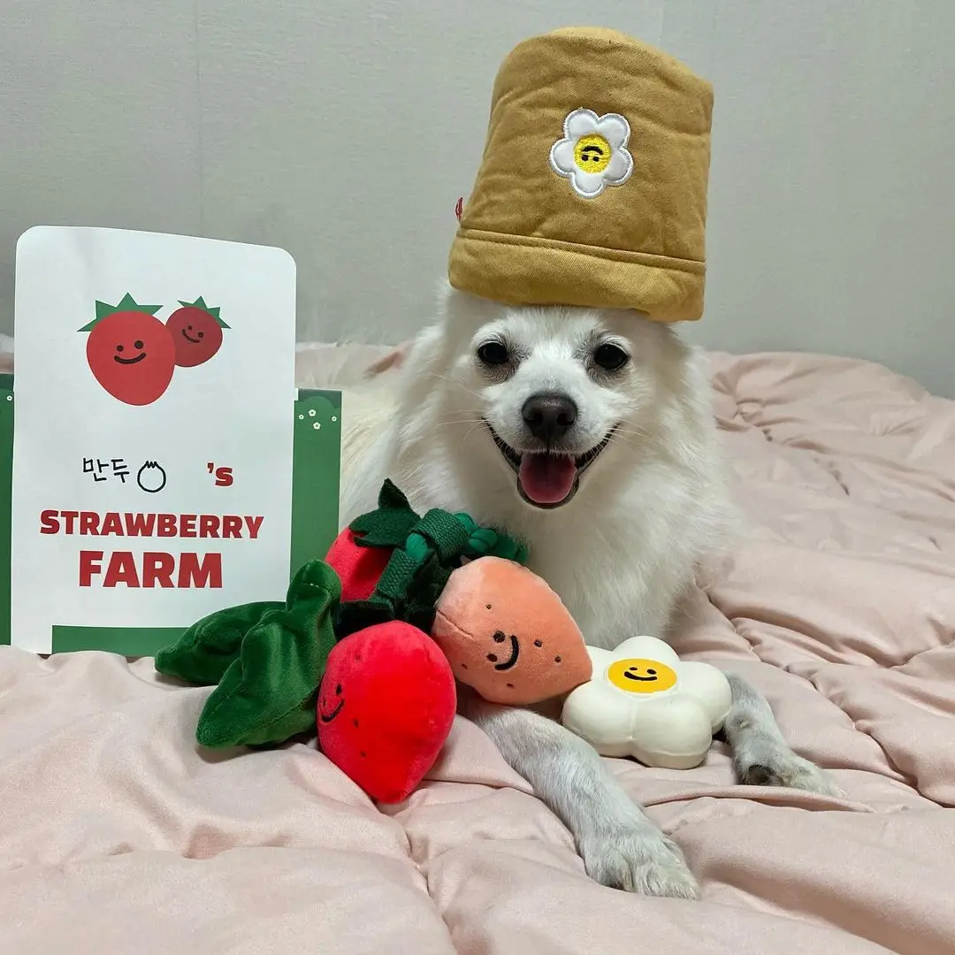 

Ins wind Korean strawberry potted plant set Tibetan food BB called pull toy foreign trade single dog toy pet vocal