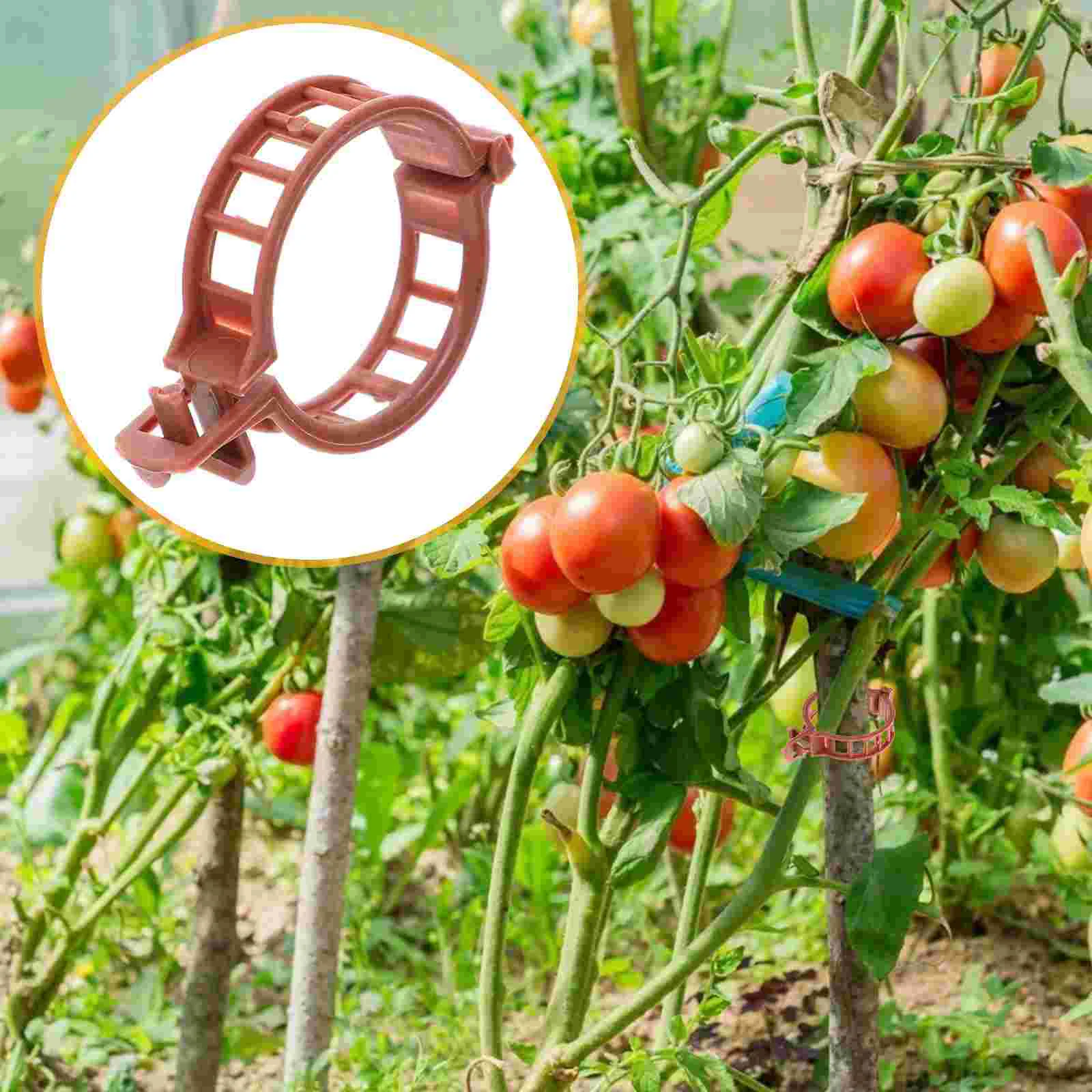 100 Pcs Clips Flower Tomato Stem Supports Cucamelon Plants Bracket Plastic Greenhouse Cucumber Pergola brackets
100 Pcs Clips Flower Tomato Stem Supports Cucamelon Plants Bracket Plastic Greenhouse Cucumber Pergola brackets