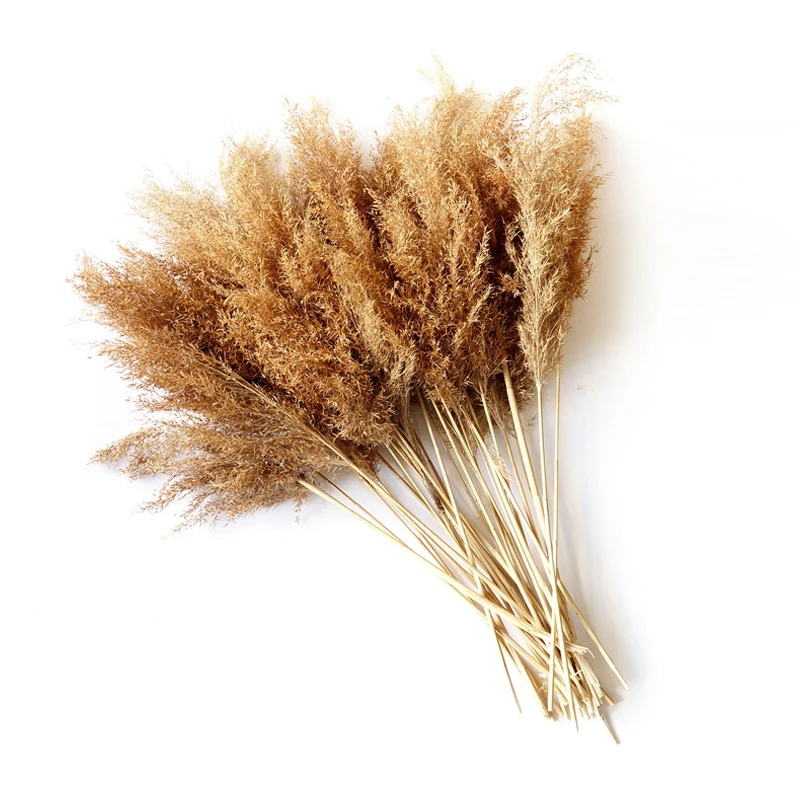 20pcs Plume Flower Bunch Small Pampas Grass Wedding Decor Home Decor Real Pampas Grass Reed Natural Plant Ornaments
20pcs Plume Flower Bunch Small Pampas Grass Wedding Decor Home Decor Real Pampas Grass Reed Natural Plant Ornaments