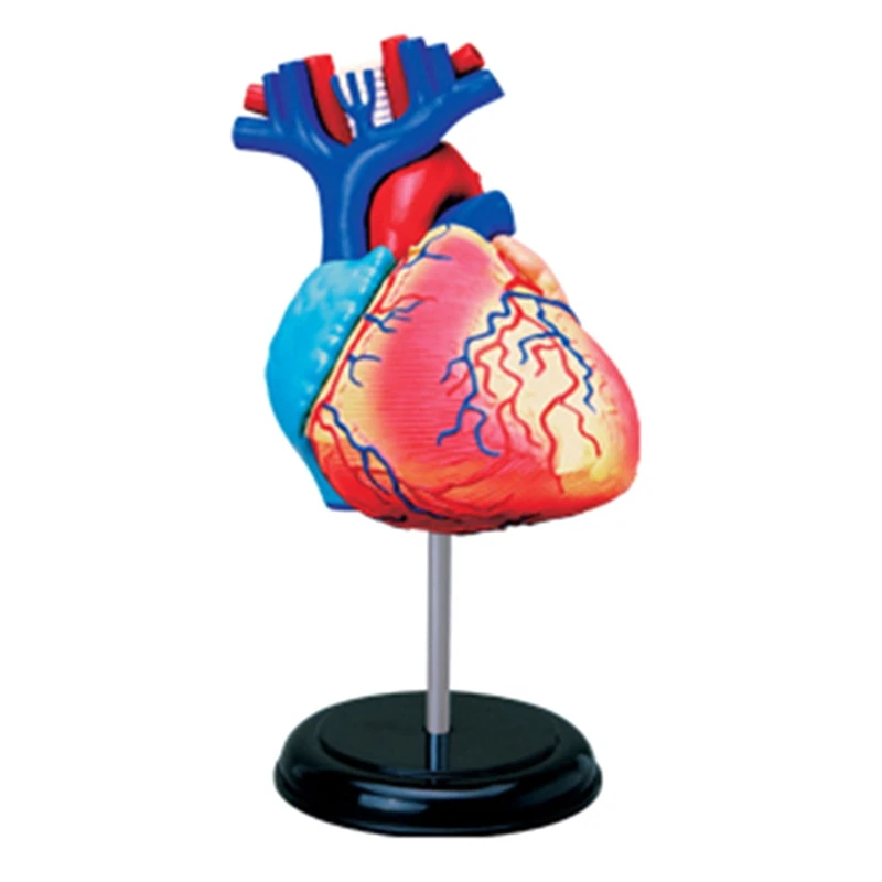 -Torso Human Body Model Removable Parts Education Organs Model For Teaching Study Class Students
-Torso Human Body Model Removable Parts Education Organs Model For Teaching Study Class Students