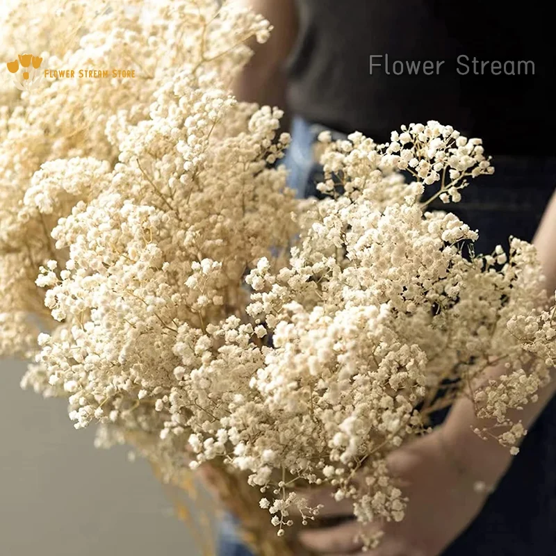 Dried Flowers Baby Breath Bouquet Nordic Home Decor Natural Gypsophila Branches Artifical Flower Wedding Table Floral Decoration
Dried Flowers Baby Breath Bouquet Nordic Home Decor Natural Gypsophila Branches Artifical Flower Wedding Table Floral Decoration