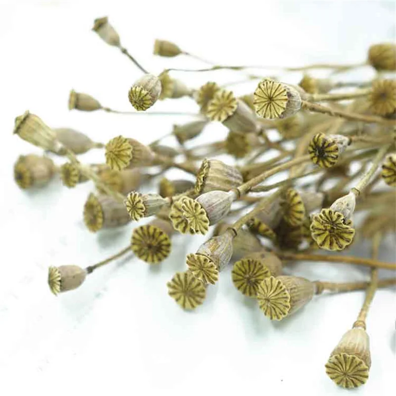 Hot Sale Dried Flower Arrangement Preserved Corn Poppy With Stem Immortal Sydney Fruit For Home Decor
Hot Sale Dried Flower Arrangement Preserved Corn Poppy With Stem Immortal Sydney Fruit For Home Decor
