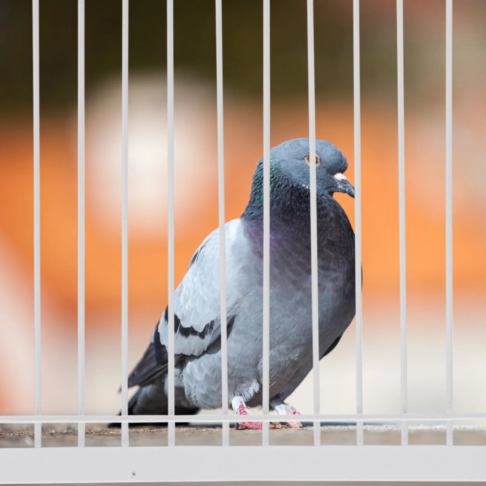 

Pigeon Cage Door One Way Entrance Door Bird Cages T Traps Birdcage Iron Wire Traps Door Racing Pigeon Bird Cage