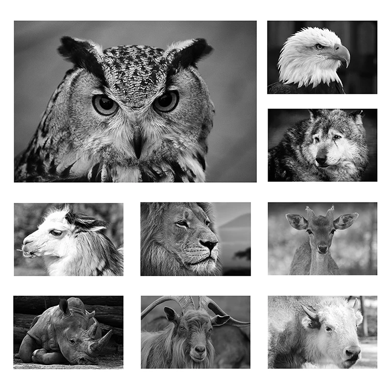 Black and White Poster Minimalism Style Animal Painting Modern Wall Art Prints Decorative Pictures for Living Room Home Decor
Black and White Poster Minimalism Style Animal Painting Modern Wall Art Prints Decorative Pictures for Living Room Home Decor
