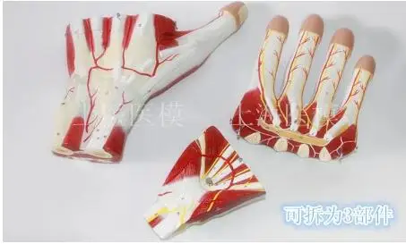 Hand Muscles Vascular Nerve Model, Palm Anatomy Model, Hand Knuckles with Muscles and Vein 60 numbers
Hand Muscles Vascular Nerve Model, Palm Anatomy Model, Hand Knuckles with Muscles and Vein 60 numbers
