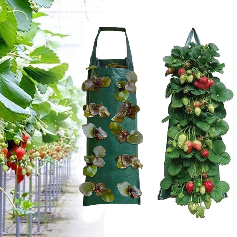 PE Plant Pot Planter Garden Plant Grow Bag Strawberry Planting Pots Fruit Vegetable Pouch invernadero para casa Gardening
PE Plant Pot Planter Garden Plant Grow Bag Strawberry Planting Pots Fruit Vegetable Pouch invernadero para casa Gardening