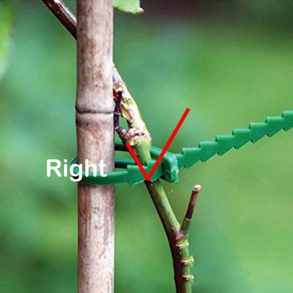 Garden Fastener Garden Cable Garden Pulling Tools 17cm Cable Ties Landscape Fastener Rose Fruit Vegetable Binding
Garden Fastener Garden Cable Garden Pulling Tools 17cm Cable Ties Landscape Fastener Rose Fruit Vegetable Binding