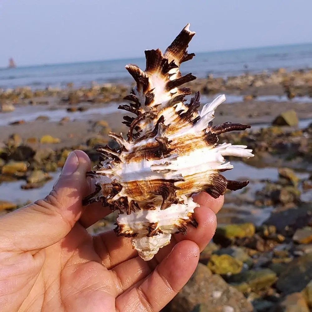 1PCS Natural Conch Shell Conch Home Decoration Conch Micro-landscape Ornaments Mediterranean Shell Specimens Crab Hermit Y2M4
1PCS Natural Conch Shell Conch Home Decoration Conch Micro-landscape Ornaments Mediterranean Shell Specimens Crab Hermit Y2M4