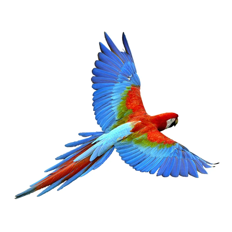 ПВХ наклейка parrot
ПВХ наклейка parrot