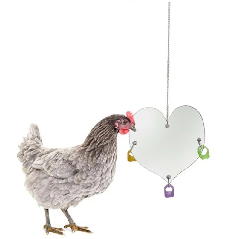 4 Pcs Strong Parrot Swing Large Single-Sided Chicken Mirror Hanging Roosting Bar Coop Brooder Entertainment Toys Solid
4 Pcs Strong Parrot Swing Large Single-Sided Chicken Mirror Hanging Roosting Bar Coop Brooder Entertainment Toys Solid