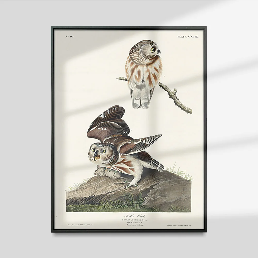 John James Audubon American Bird Map Poster Vintage Owl Canvas Painting Animal Print Art Wall Picture Decor
John James Audubon American Bird Map Poster Vintage Owl Canvas Painting Animal Print Art Wall Picture Decor