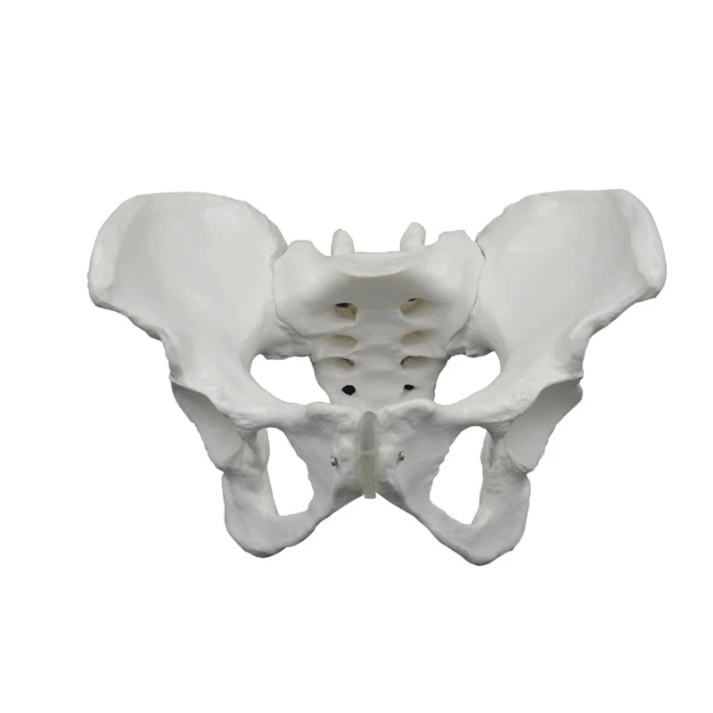 

Female Pelvis Skeleton Model Life Size Shows Sacrum Ilium Pubis Lumbar Vertebr Coccyx and More for Clinical Settings